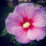 Cloud Farm Hybrid Pink and White Hibiscus Plant - 200 mm CF57