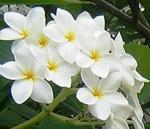 Sundhi Plant Live Exotic Flower Plant Michelia Champaca All Season Fragrant Flowers White Garden Plant(1 Healthy Live Plant)