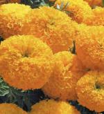 Tamransh Genda,Marigold Seed, 30 Seeds