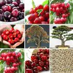 Red Japanese Cherry Blossom Fruits Tree Seeds