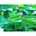 CooPany Flat Beens Seeds / Avarakkai Seeds Pack of 20 Seeds