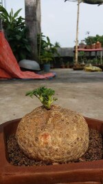 Exotica Orchids Cyphostima laza-Specimen Size Big Plant