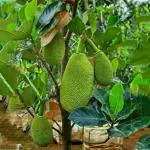 Cloud Farm Vietnam super early grafted jackfruit plant,CF_T107