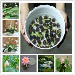 Tamransh Arko Bonsai Lotus Flower Seeds, 10 Seeds