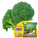 Trustbasket Multicolor Brocoli Hybrid Seeds With Free Germination Potting Soil Mix (1)