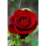 PB MANDIRA PLANT Original Rose Plant For Outdoor Plants (Pack-1)