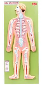 Pasco Fiber Human Nervous System Fiber Model on Wooden Base for Biology Laboratory and Medical Use Anatomical Model
