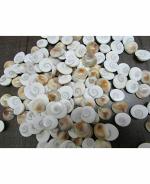 Zyana Rare Brown Gomati Chakra (4 to 4.5 cm)