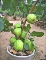 Cloud Farm Hybrid and Dwarf Guava Plant - 200 mm CF199