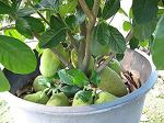 Earth Angels Jackfruit PlantKathal PlantRed Jack Fruit Tree Rare - Tropical 1 Healthy Plant - ' Dwarf Jackfruit ' Early Fruit Bearing Variety Grafted Plant b