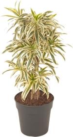 Cloud Farm Hybrid Song Of India Plant - 200 mm CF82