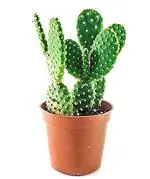PARYAVARAAN Nagfani Cactus Herb Medicinal Outdoor Live Plant With Pot