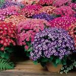 PARYAVARAAN Cineraria Flower Seeds Multicolor Winter Season Suitable For Home Gardening (50 Seeds Pack)