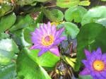 Plantzoin Blue water lily Neelkamal Nymphaea nouchali Kain(Blue) Live Plant for Pool