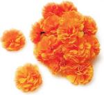 XOLDA Exotic marigold orange Seed (21 per packet)