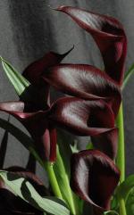 Radha Krishna Agriculture Imported Rare Variety Brown Calla Lily Zantedeschia Big Size Flower Bulbs