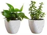 Baishnab Money PlantMani PlantGreen Money Plant And Jade Plant With Ceramic Pot