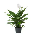 Ashokavanam Peace Lily / Spathiphyllum sensation indoor plant