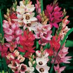 PARYAVARAAN Ixia Flower Bulb Mix (Pack of 5)