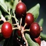 Xetomos Dried Ankol Alangium Salviifolium Seed Fruit with seed 50g