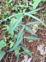 Plantzoin Indian sarsaparilla Dudhli Hemidesmus indicus Anantamul Live Plant