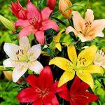 PARYAVARAAN Asiatic Lily - Lilium Flower Bulbs For Winter Season Pack (2 Bulbs Multicolor)