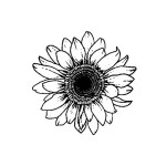 SIMPLY INKED Sunflower Temporary Tattoo, Designer Tattoo for all (Sunflower tattoo) Pack of 2