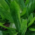 Kapebonavista Long Coriander Sapling Plant, Wild Coriander, Culantro, Mexican Coriander Ban Dhania, (Eryngium Foetidum)