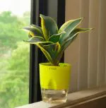 Earth Angels Snake Plantsap PlantSansevieria Golden Hahnii Snake Live Plant | Green Self-Watering Pot |Live Plant