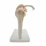 MEDITEK ONLINE Anatomy Model of Human Shoulder Joint Bones Anatomical Joint Models for Teaching