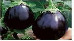 PLATONE BRINJAL(Pack OfPack of 25 BRINJAL Seeds)