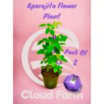 Cloud Farm Blue Aparajita Double Flowering/Butterfly Pea Flower Plant, Pack Of 2 SCF_44