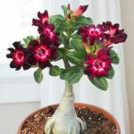 PLATONE Adenium Plant (Hybrid, Pack Of 1)
