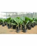 Green World Organic Fiji Fan Palm Tree 200 Seeds