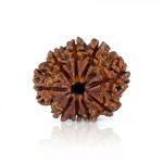 Feel Touch Mart Original Certiifed Nine Face 9 Mukhi Genuine Nepal Brown Nav Mukhi Rudraksha