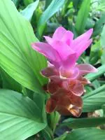 Plantzoin Mango ginger Amba haldi Curcuma amada Ambakasia ada Live Plant