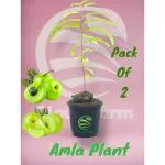 Cloud Farm Amla Tree Goose-Berry Amalaki Plant Grafted Original Vareity, Pack Of 2 SCF_02