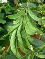 Splendour Seeds Lablab purpureus, Dolichos Bean,Chedi Avarai (Bush Variety) Vegetable Seeds