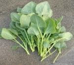 XOLDA Exotic Portulaca Mixed Flower Seed (36 per packet)