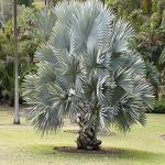 Kapebonavista Bismarckia nobilis as a garden plant Bismarck Palm is a massive tropical palm with a stout trunk and a symmetric huge crown.