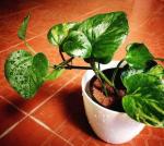 Cloud Farm Hybrid Money Plant - 200 mm CF175