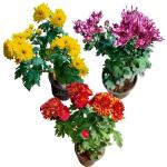 SENECIO Pack of 3 Chrysanthemum Bright Yellow Pink Bronze Guldaudi Shevanti Flowering Medicinal Ornamental LIVE Plant