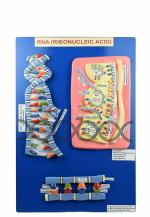 ESAW Human RNA Biological Anatomical Model
