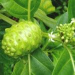 Plantzoin Indian mulberry Bartundi Morinda citrifolia Noni Live Plant