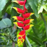 Garden Art Heliconia Rostrata Flowering Plants Natural Healthy Live Indoor Air Purifier Plant with Nursery Grower Bag or Pot
