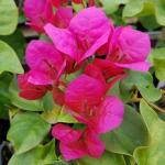 Heaven Of Saplings Bougainvillea Plant (Pack of 1)