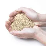 Parrots Wizard Kangni Seeds For Birds - 1800 g