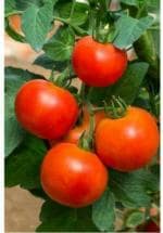 Tamransh Tomato Seeds, 78 Seeds