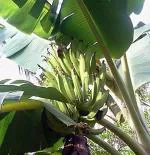 EverSneh Changalikodan Nendran Kerala Banana Live Plant Rare Rhizome Varity Plant With Pot