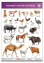 Jumbo Domestic Animals and Birds Chart for Kids |Their Names Wall Chart for Kids